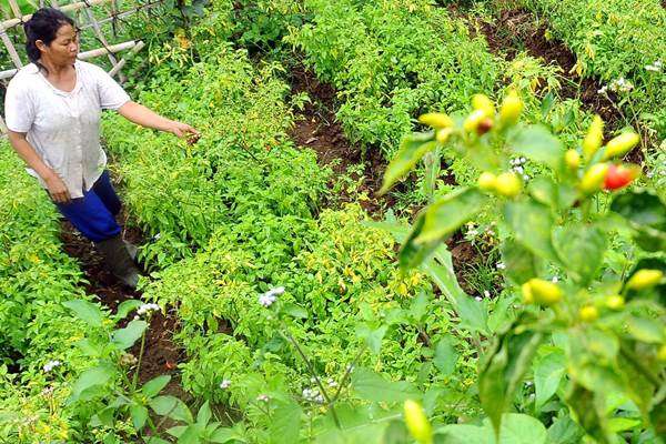 Antisipasi Kenaikan Harga Cabai, Begini Langkah Pemkot Parepare