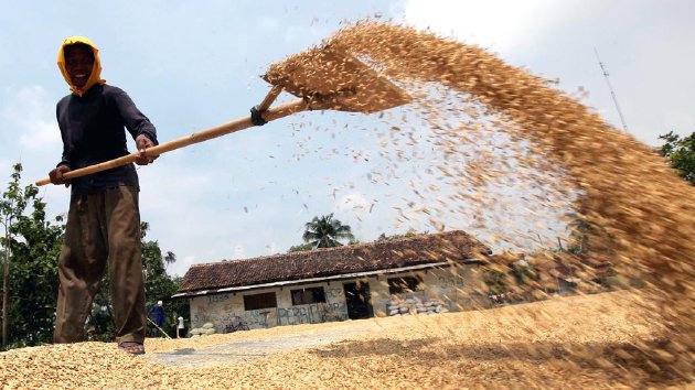 Produksi Padi di Sulbar Terus Meningkat