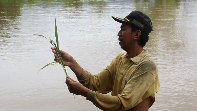 Banjir Rendam Puluhan Hektar Sawah di Barru