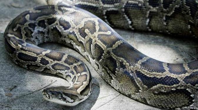 Penemuan Piton Raksasa Sarat Hal Mistis, Begini Penjelasan Ulama