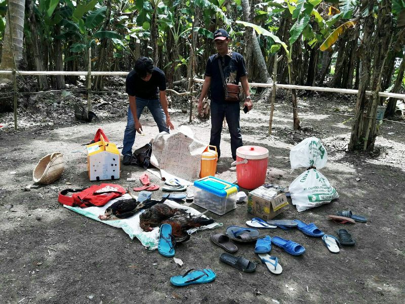 Judi Sabung Digerebek, Polres Pinrang Temukan Bangkai Ayam yang Diadu Hingga Mati