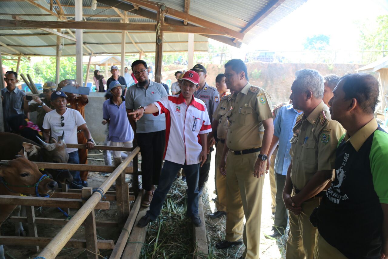 Unik, Ada Kontes Sapi di Dusun Botto-botto Barru