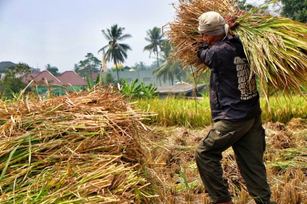 Bupati Pinrang Kunjungi Petani di Desa Sikkuale