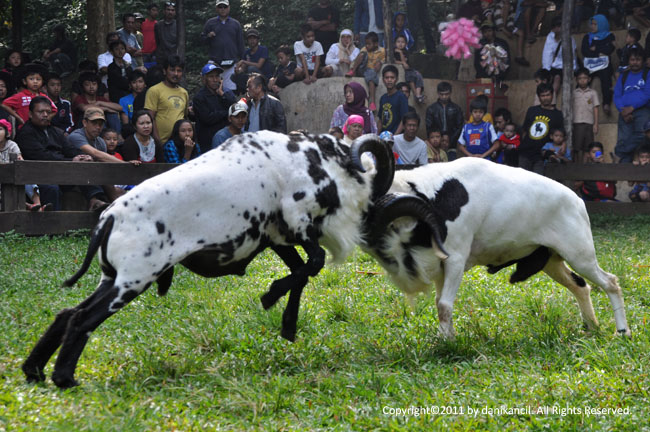 Unik, Saksikan Adu Kambing di Festival Bawang Merah Enrekang Unik, Saksikan Adu Kambing di Festival Bawang Merah Enrekang