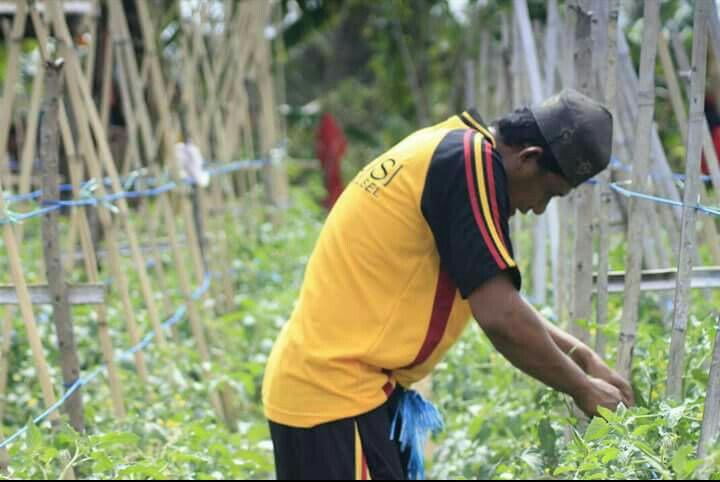 Teladan, Polisi Ini Nyambi Jadi Petani Tomat, Hasilnya Dibagi untuk Warga