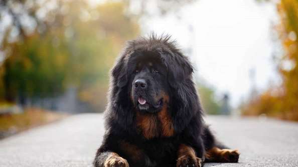 Gambar Anjing jenis Mastiff Tibet yang dikira sebagai peliharaan. (Gambar: Shutterstock)