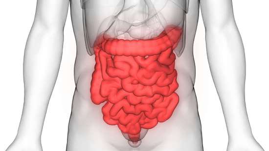Puasa memperbarui sel induk