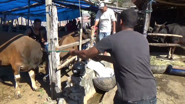 Mau Beli Sapi Kurban, Ini Harganya