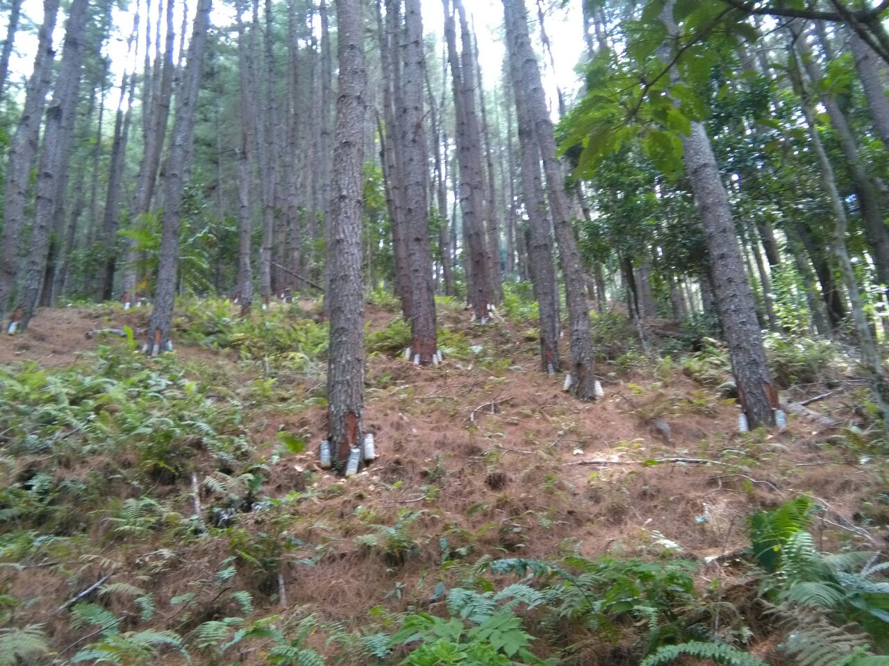 Getah Pinus  Basseang Penyambung Ekonomi Masyarakat 