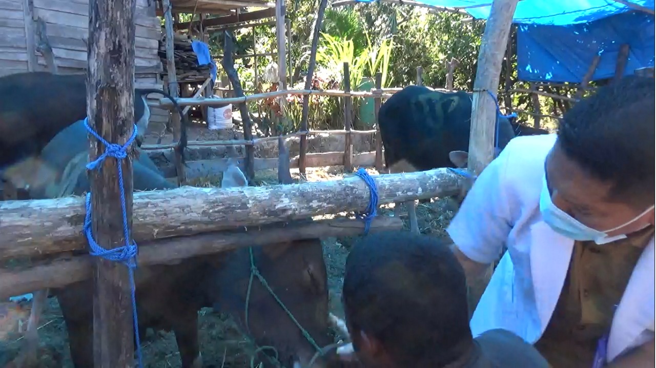 Jelang Idul Adha, Dinas PKP Parepare Periksa Ratusan Hewan Kurban