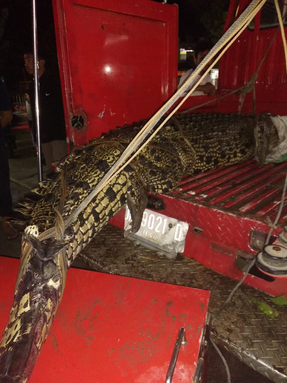 Wow..Butuh 20 Orang Taklukan Buaya “Penjaga” Sungai Karangan