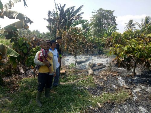 Lahan kebun kakao ikut terbakar akibat pembakaran sampah.