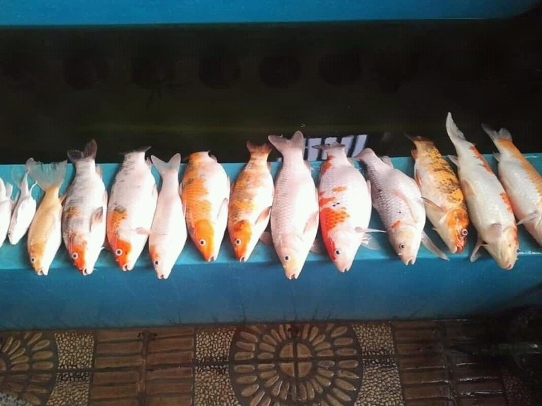 Ini Jenis Kerugian Warga Pinrang Akibat Pemadaman Listrik Tanpa Pemberitahuan Ini Jenis Kerugian Warga Pinrang Akibat Pemadaman Listrik Tanpa Pemberitahuan