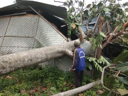 Rumah rusak ditimpa pohon rubuh akibat angin kencang di Pinrang.