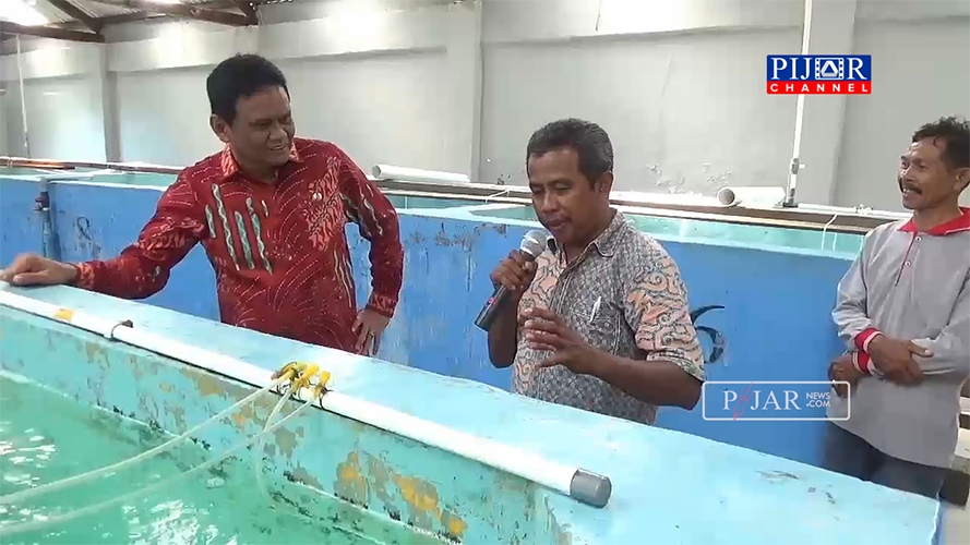 Video : Bupati Barru Kunjungi Balai Pembibitan Perikanan dan Kelautan