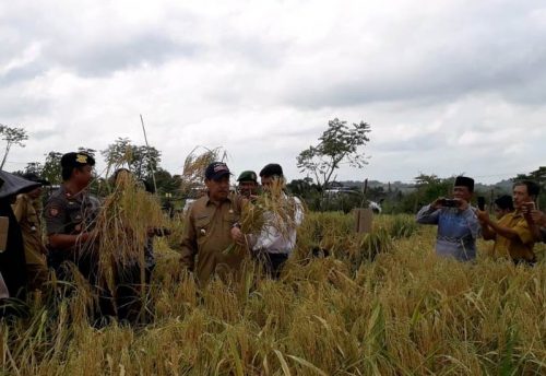 Bupati Sidrap Panen Padi Gogo di Pitu Riase, Segini Hasil Produksinya Per Hektar