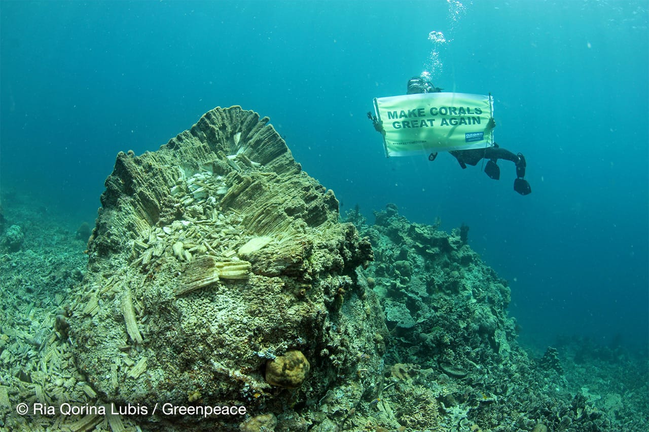 Kesehatan Terumbu Karang di Perairan Makassar Dinilai Rendah