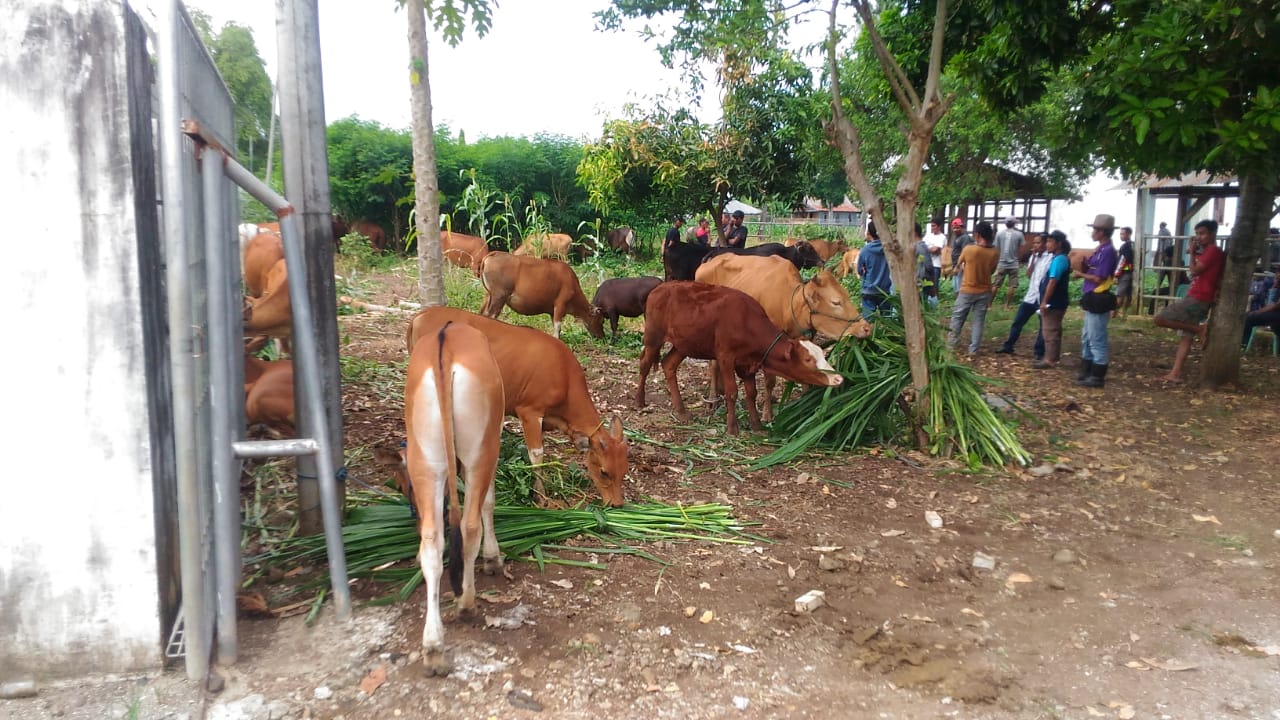 42 Pedagang Sapi Ramaikan Pasar Hewan, Tembus Transaksi Rp400 Juta