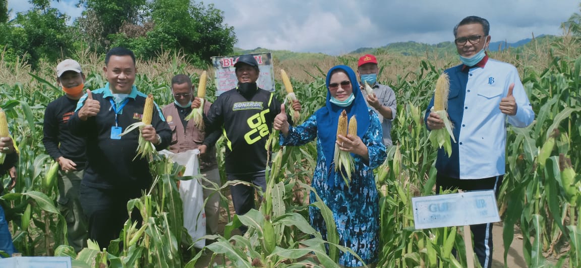 Gubernur Sulsel, Nurdin Abdullah bersama Bupati Soppeng, Kaswadi Razak melakukan panen perdana jagung varietas NA1 dan NA2 di Lejja, Soppeng.