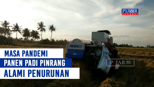 Produksi Padi Turun Akibat Terserang Hama di Pinrang