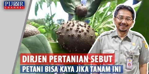 Mau Jadi Petani Kaya, Dirjen Pertanian Sarankan Tanam Ini