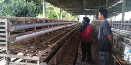 Dosen Unibos Bantu Peternak Sidrap Agar Usaha Tetap Bertahan di Tengah Pandemi