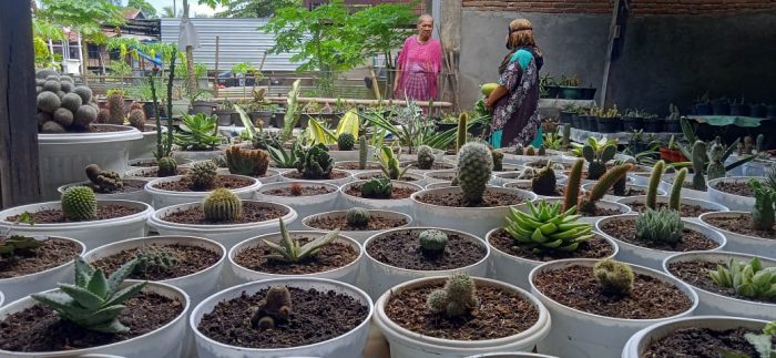 Video : Desa Patobong Pinrang Dijuluki Kampung Bunga