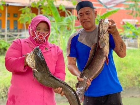 Dukung Ketahanan Pangan Dimasa Pandemi, Polsek Polongbangkeng Panen Perdana Ikan Lele