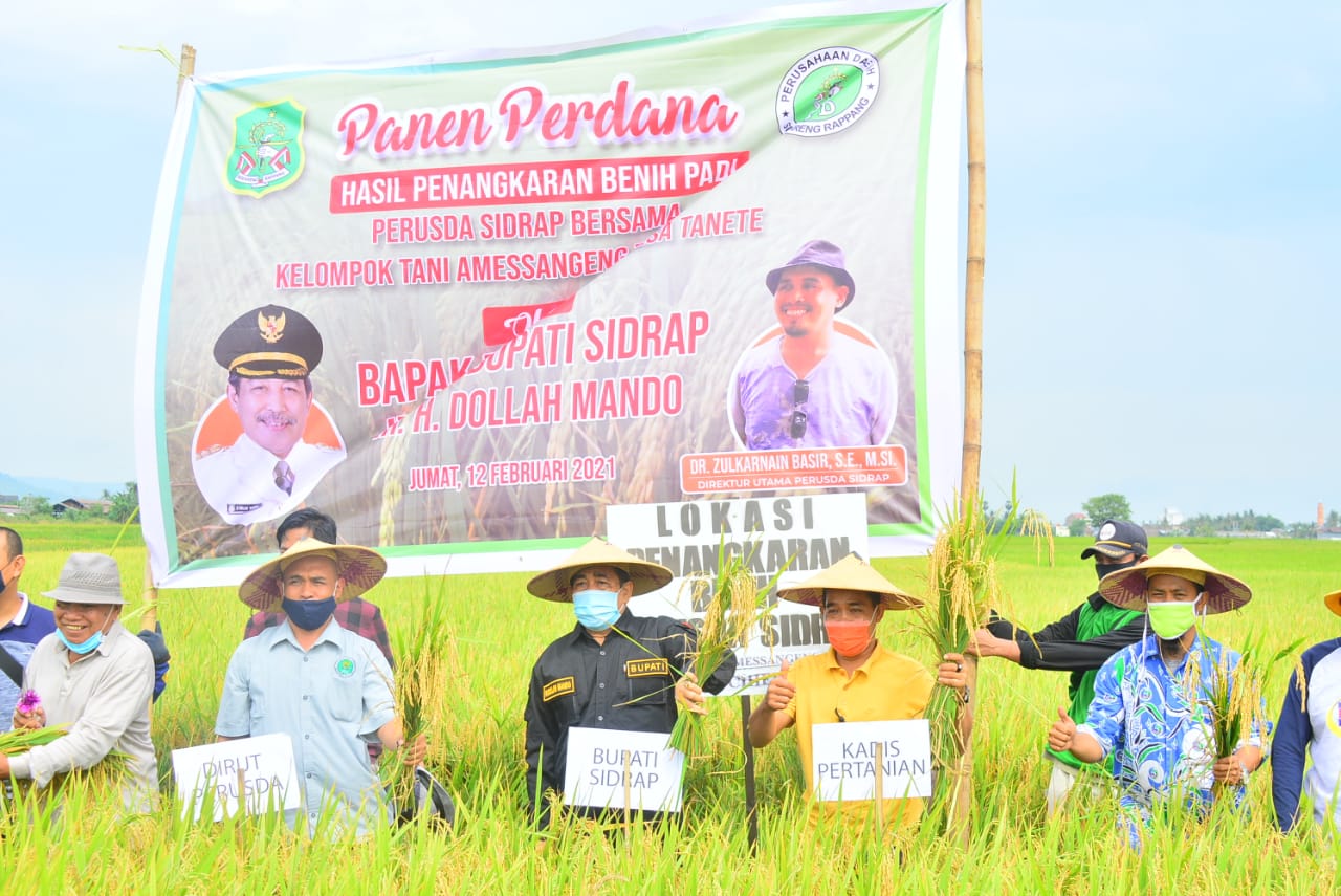 Dollah Mando Panen Perdana Benih Penangkaran Perusda Sidrap, Ini Hasilnya Per Hektar 