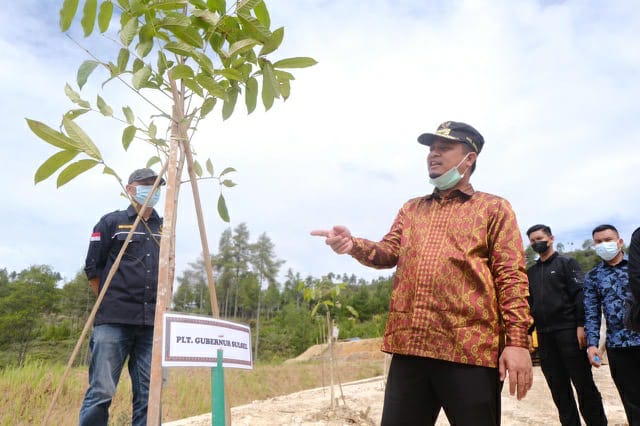 Andi Sudirman Kunjungi Area Penghijauan di Jalan Bandara Buntu Kunik, Pohon Mahoni Tumbuh Subur
