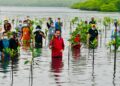 Presiden RI, Jokowi saat menanam mangrove bersama warga Batam