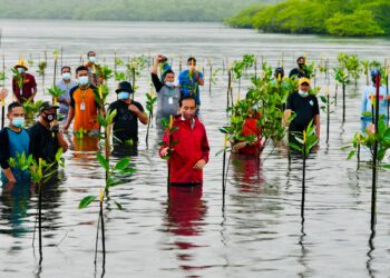 Presiden RI, Jokowi saat menanam mangrove bersama warga Batam