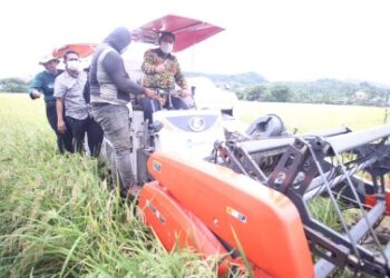 Sekprov Sulsel Panen Perdana Padi Varietas M70D