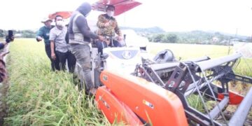 Sekprov Sulsel Panen Perdana Padi Varietas M70D