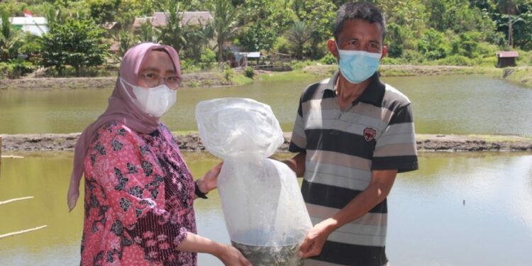 Dinas PKP Parepare Salurkan Bantuan Ribuan Bibit Ikan ke Warga