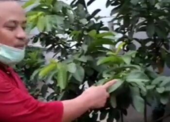 Ada Cabe Andalan Masyarakat Toraja di Rujab Plt Gubernur Sulsel, Rasanya Menggigit