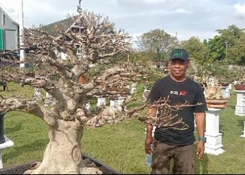 700 Bonsai Siap Dinilai dalam Kontes Bonsai Nasional “Sipakario” Sidrap