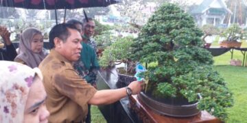 Hujan-hujan Wabup Sidrap Buka Pameran dan Kontes Bonsai “Sipakario”