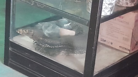 Biawak Ngamuk di Rumah Warga, Damkar Pinrang Turun Tangan Biawak Ngamuk di Rumah Warga, Damkar Pinrang Turun Tangan