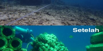 Kembalikan Keindahan Bahari Sulsel, DKP Rehabilitasi Terumbu Karang Pulau Salebbo Pangkep
