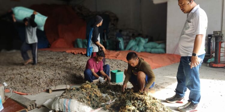 Manajer CV Dalton, Darwis mengamati pemilahan rumput laut oleh karyawannya di pabriknya yang beralamat Jl Ir Tol Sutami, Biringkanayya, Makassar, Senin (18/7/2022)