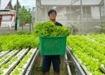 Marasa Farm Ungkap Manfaat Konsumsi Selada 