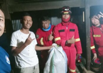 Butuh Satu Jam, Perjuangan Damkar Pinrang Saat Evakuasi Sarang Tawon Vespa