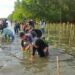 Tahun Ini, 20.000 Bibit Mangrove Ditanam DKP Sulsel di Pangkep Tahun Ini, 20.000 Bibit Mangrove Ditanam DKP Sulsel di Pangkep