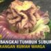 Tercium Bau Tak Sedap, Ternyata Bunga Bangkai Tumbuh Subur di Pekarangan Rumah Warga