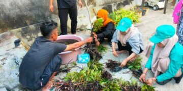 Pemukiman Warga Abrasi, Mahasiswa KKN Kerjasama 3 PTKIN Tanam Magrove di Morowali