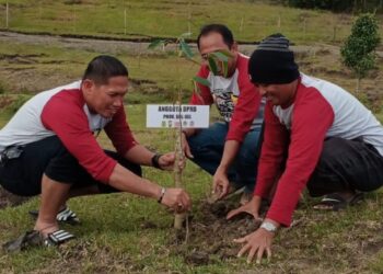 DLHD Sidrap Tanam Ratusan Pohon di Betao Riase, Ada Durian hingga Gaharu