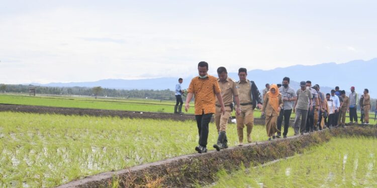 Sulsel Pasok Kebutuhan Beras 120 Ribu Ton, Terbesar di Indonesia Sulsel Pasok Kebutuhan Beras 120 Ribu Ton, Terbesar di Indonesia