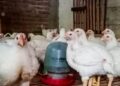 Harga Ayam Potong di Pinrang Turun