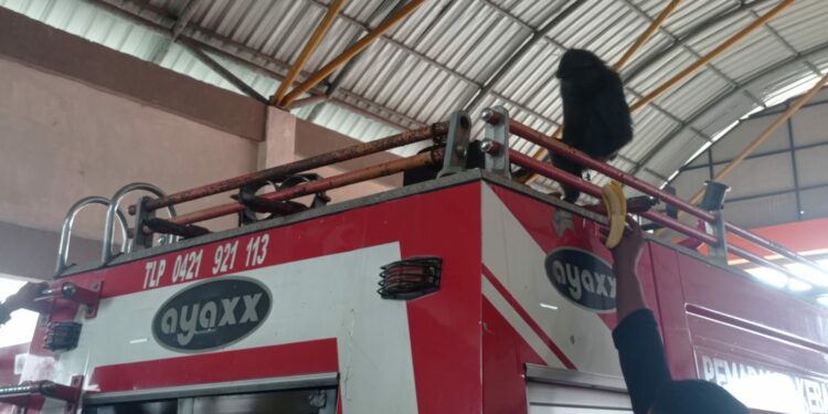 Seekor kera jenis macaca maura masuk ke rumah warga di BTN Bulu Mas, Kelurahan Manarang, Kecamatan Mattiro Bulu, Kabupaten Pinrang, Sulawesi Selatan, Jumat (30/12/20222) pagi.
